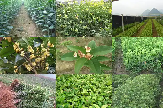 2米桂花树多少钱一棵呢1689726806189