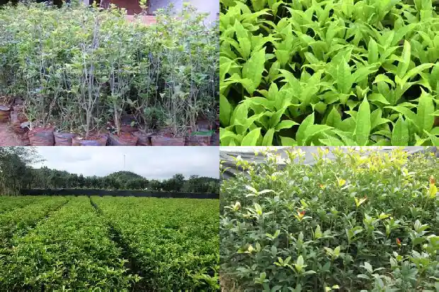 桂花树嫁接茶花可以吗1686186168089