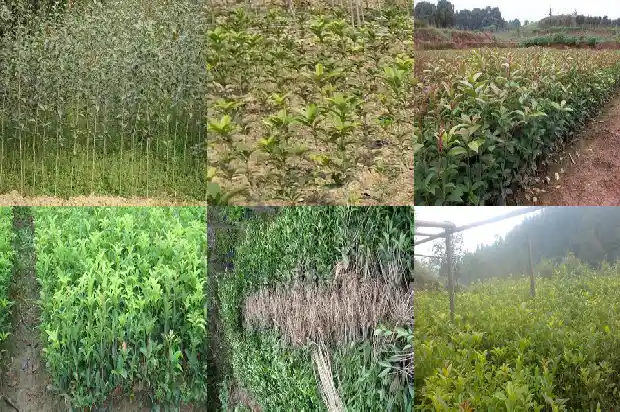 桂花树长籽吗1690158960034