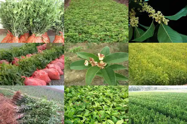 什么树上能嫁接桂花树1686186204533