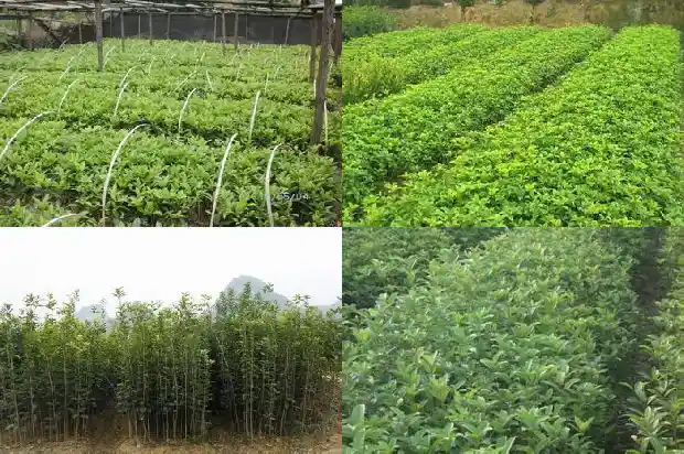 桂花和什么花茶搭配最佳养生1689035468194