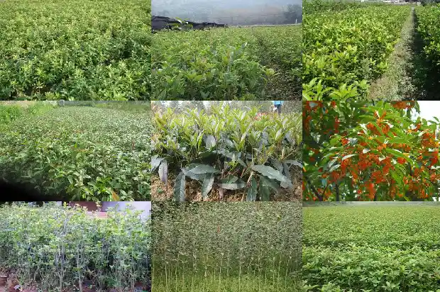 十月嫁接桂花能活吗1686186226375