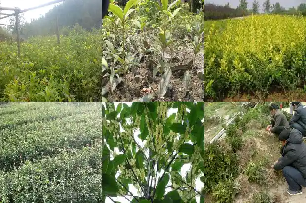 桂花几月能嫁接1686186239361