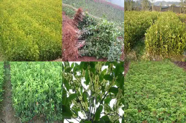 桂花几月能嫁接1686186239409