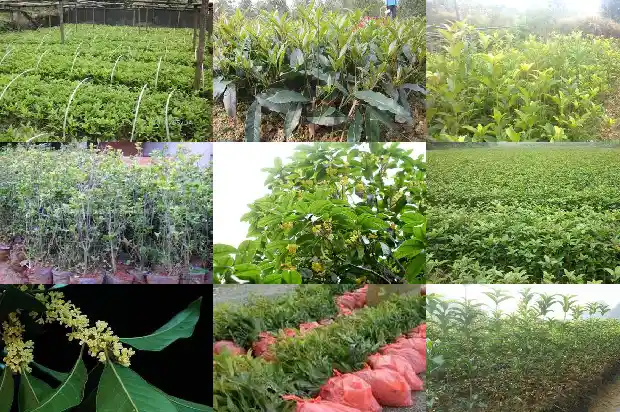桂花几月能嫁接1686186239457