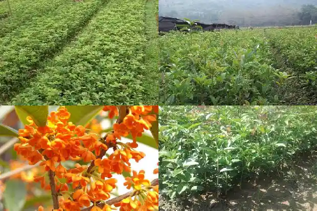 几月嫁接桂花树最好1686186247018