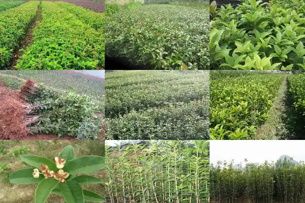 桂花好栽吗1686186268602
