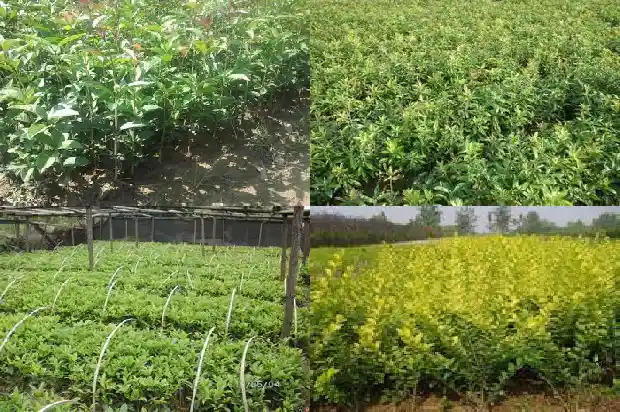桂花好栽吗1686186268696