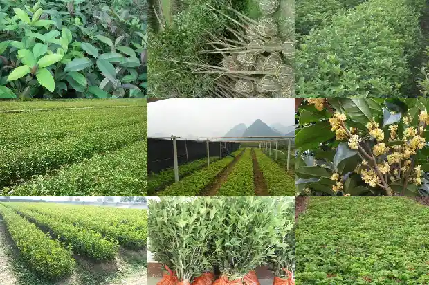玫瑰可以嫁接桂花吗1686186280414