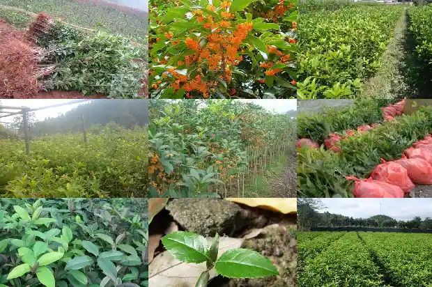 玫瑰可以嫁接桂花吗1686186280462