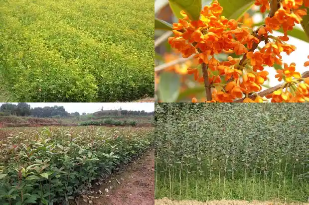 玫瑰可以嫁接桂花吗1686186280557