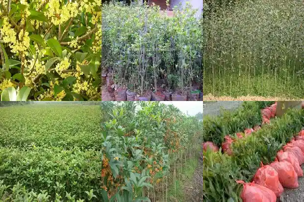 什么树可以嫁接桂花树?1686269497569