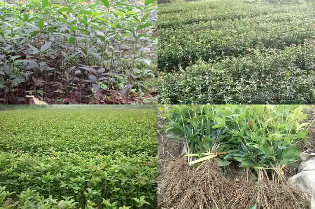 什么树可以嫁接桂花树?1686269497617