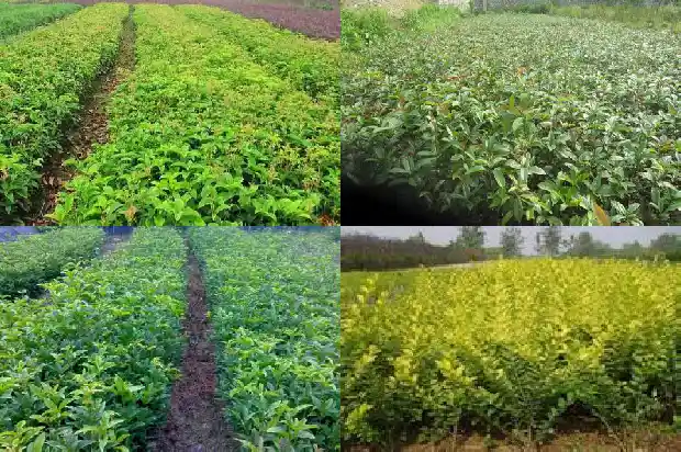 桂花树的花季是什么时候开始的呀1686269610936