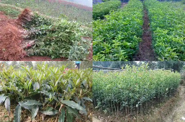 桂花树的花季是什么时候开始的呀1686269611032