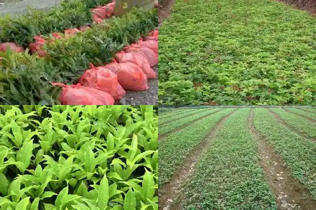 桂花树的花季是什么时候开始的呀1686269611079