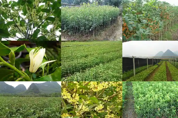 桂花树的花季是什么时候开的呢1686269654587