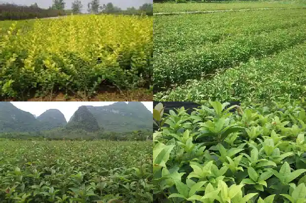 桂花树是在什么季节开的1686269693444