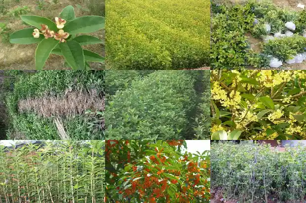 桂花树是在什么季节开的1686269693492