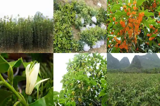 桂花茶的桂花需要风干吗1689467979297