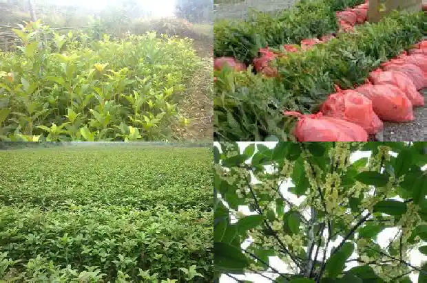 桂花是几月份的花1686269737565