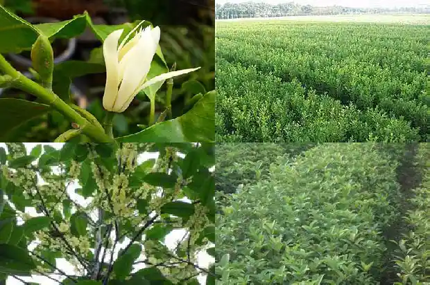 桂花的花季有多长1686269779859