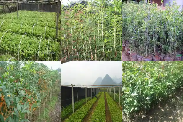 桂花花是什么季节1686269821973