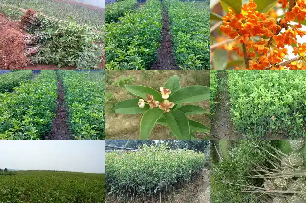 桂花花是什么季节1686269822068
