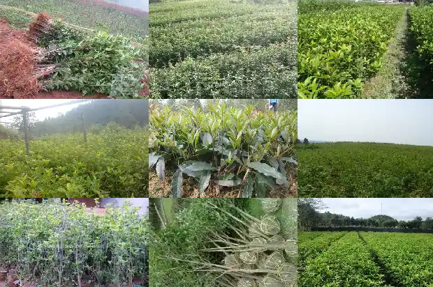 桂花树的花季是几月份开花1686269861022