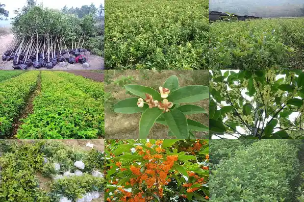 桂花树的花季是几月份开花1686269861070