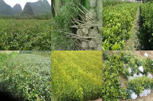 桂花树的花季是几月份开花1686269861166