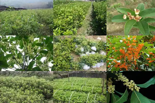 桂花树在什么季节开的1686269886412