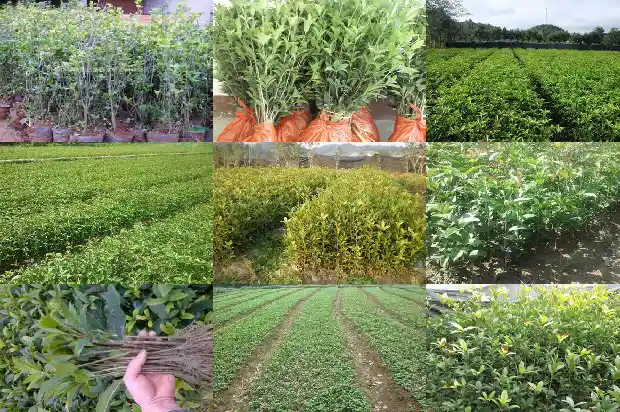 桂花树的花季是几月份开始生长的1686269899276