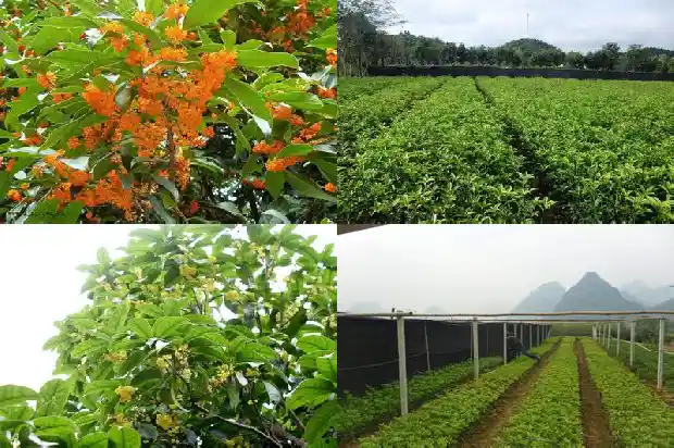桂花树的花季是几月份开始生长的1686269899324