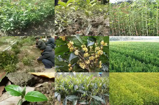 桂花树一月开花1690245441866
