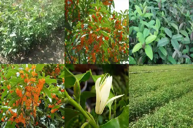 桂花树栽种时间是几月份1686269929249