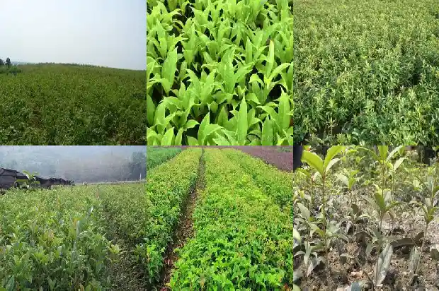 桂花树栽种时间是几月份1686269929296