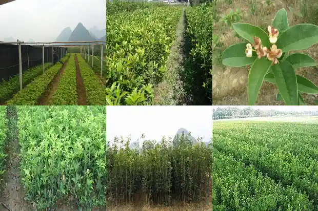 桂花树不同季节的变化1686269955001