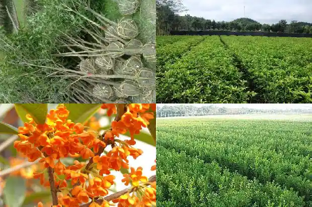 桂花树不同季节的变化1686269955145