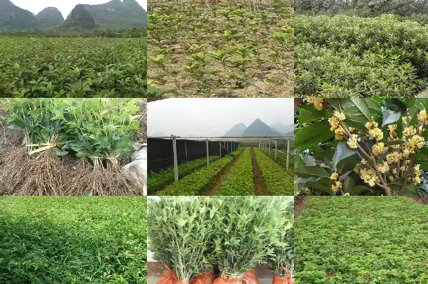 桂花糕怎样加热1689380233579