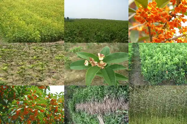 桂花树的季节是什么时候开花结果1686270028369