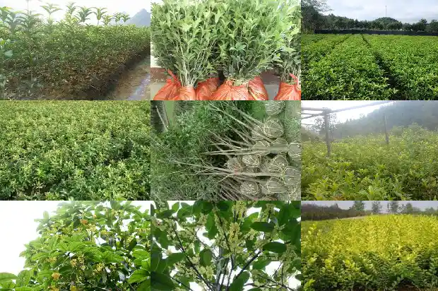 桂花树的季节是几月份开花1686270066096