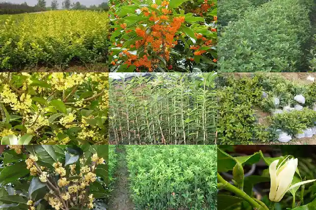 桂花树的季节是几月份开的1686270091160