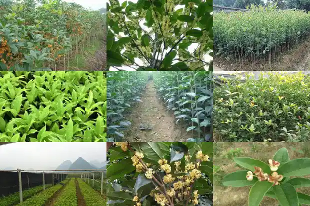 桂花树的季节是几月份开的1686270091255