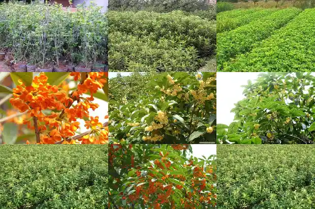 桂花树的季节是几月开花1686270112791