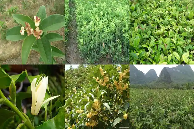 什么季节嫁接桂花最好1688792983764