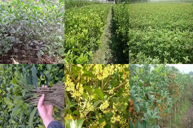桂花树是几月份开1686270135104
