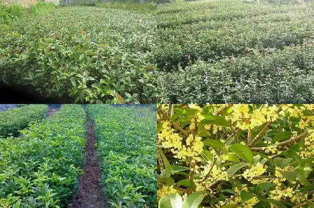 桂花树是几月份开1686270135152
