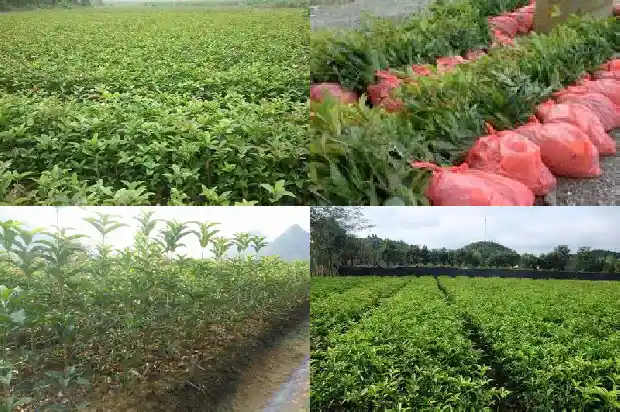 桂花树是什么季节开1686270157303