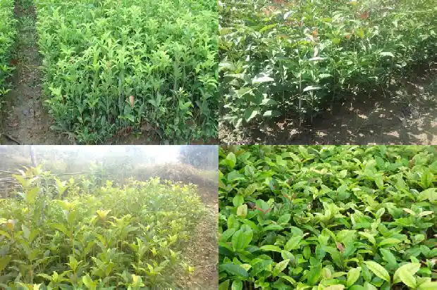 桂花树是什么季节开1686270157351